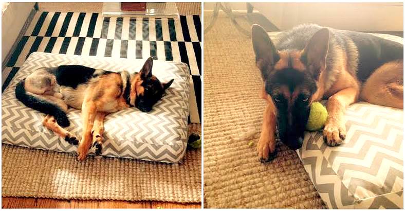 German Shepherd Who Chewed Off Back Foot Now Happily Adopted Life